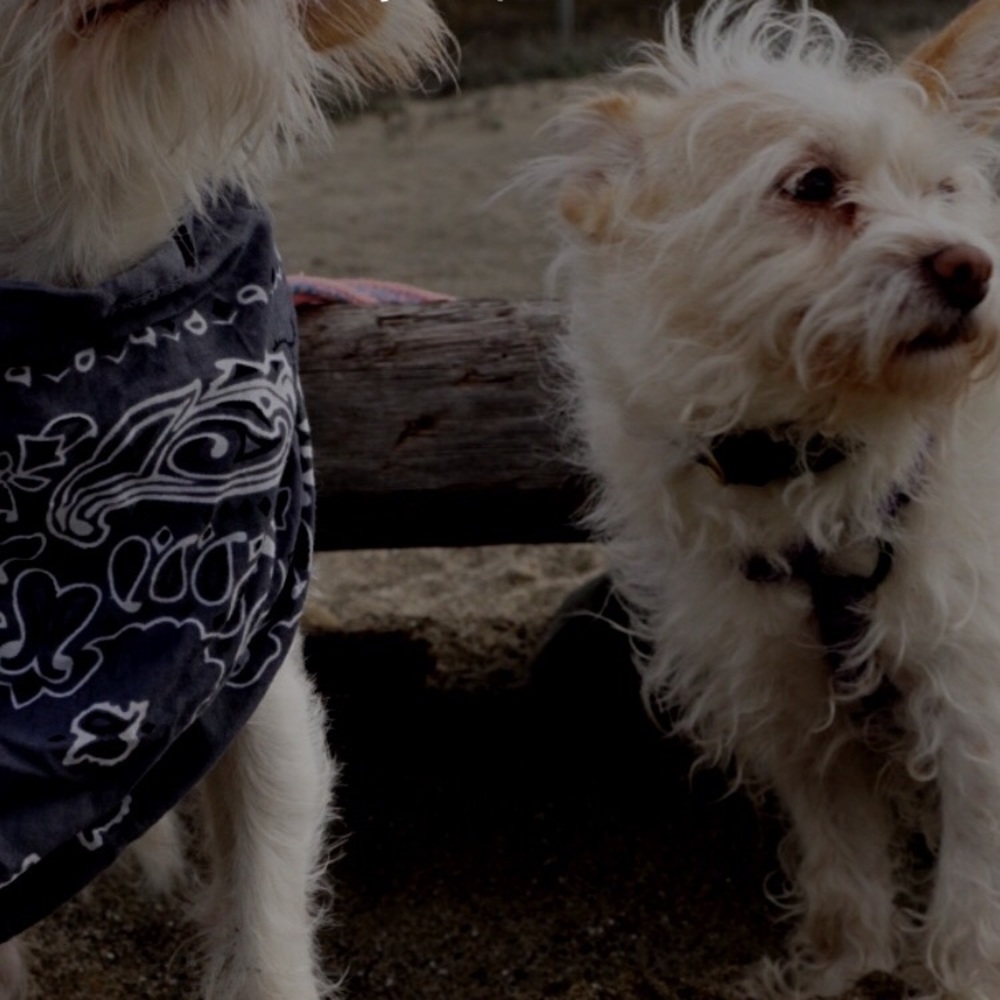 Meet your Posher, Carol